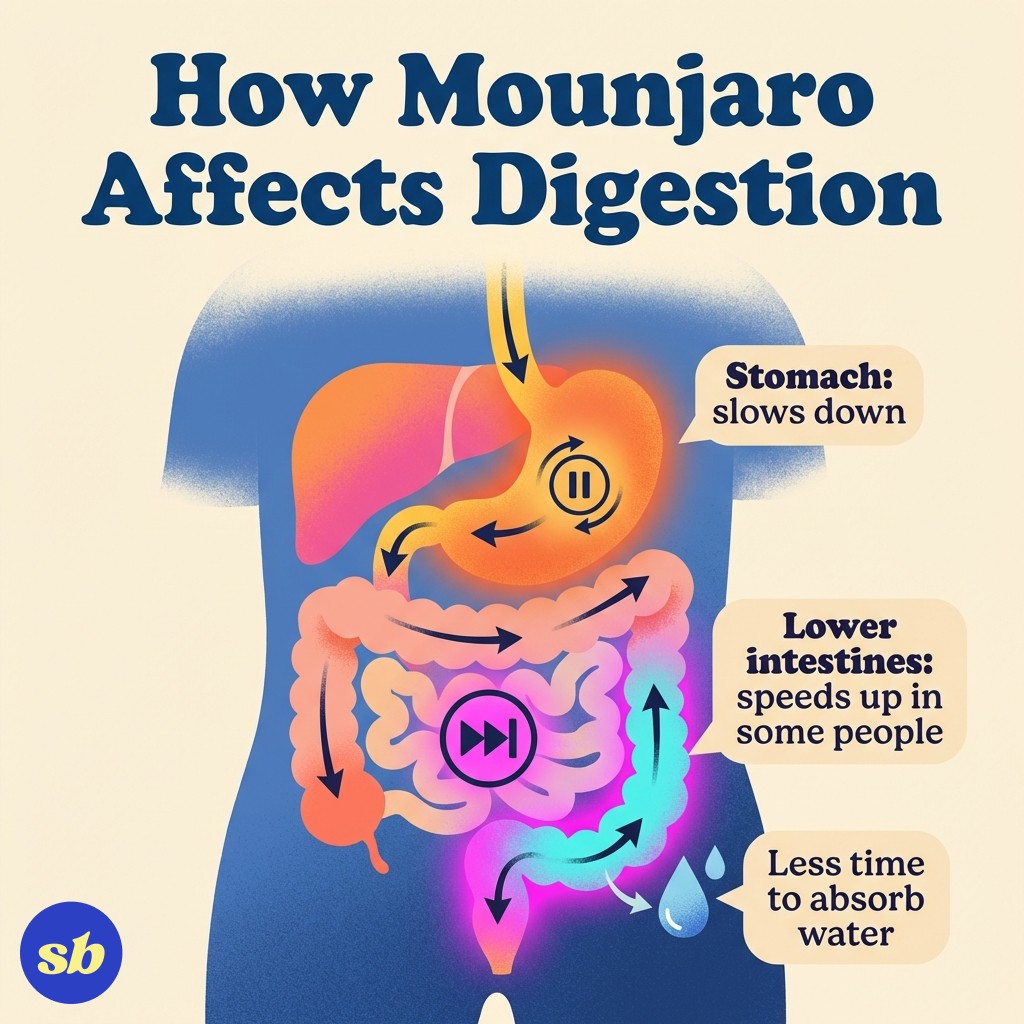 Simplified diagram showing how Mounjaro affects digestion, with the stomach slowing down and the lower intestines speeding up, causing diarrhoea.